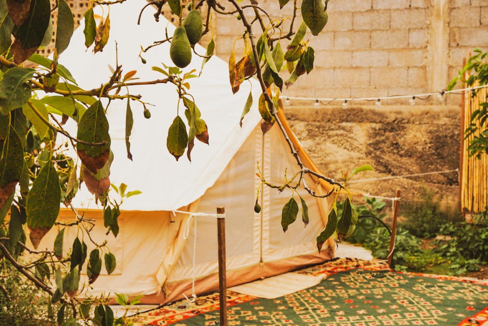 Yurt In Avocado Garden Hotel Guimar Exterior photo